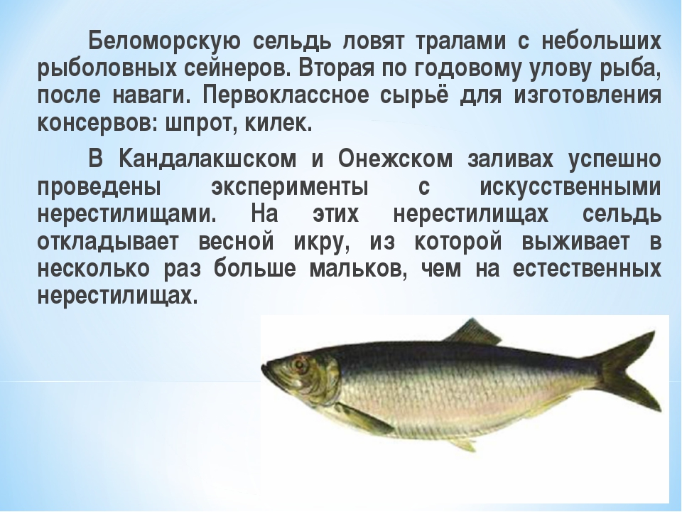 Донская селёдка жареная (don cossack fried herring)