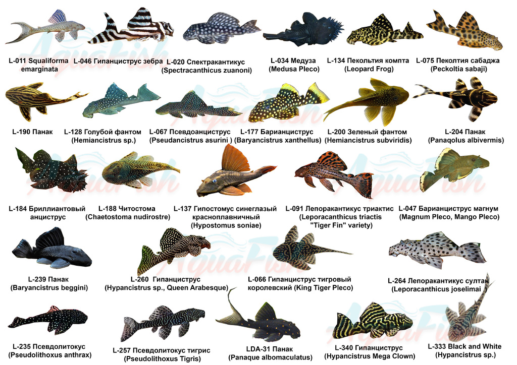 Остронос фото и описание – каталог рыб, смотреть онлайн