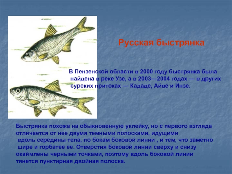 Быстрянка – рыба семейства карповых - зоомир