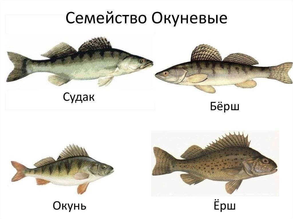 Рыба берш: отличия от судака, фото и описание, особенности ловли
