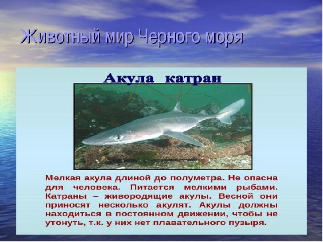 Акула катран - черноморская колючая акула