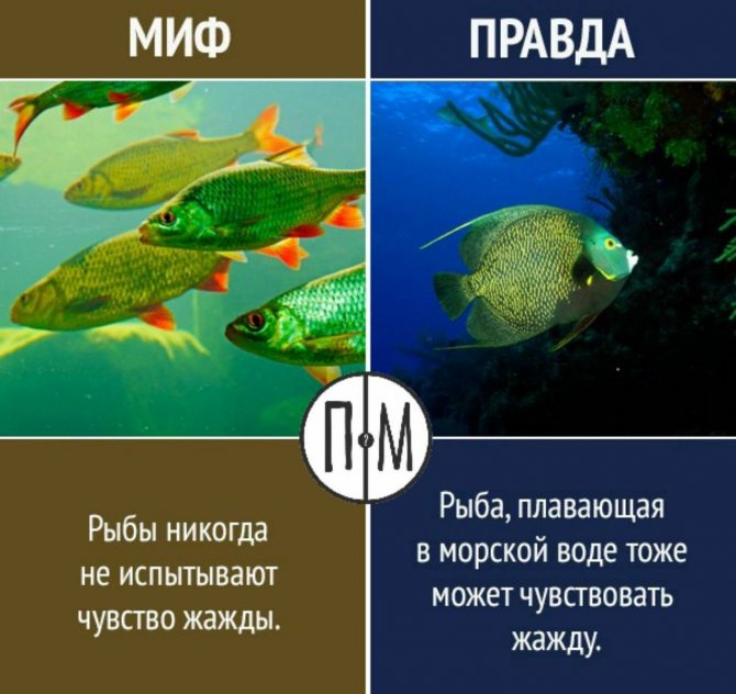 Память у рыб - сколько времени она может запоминать те или иные события