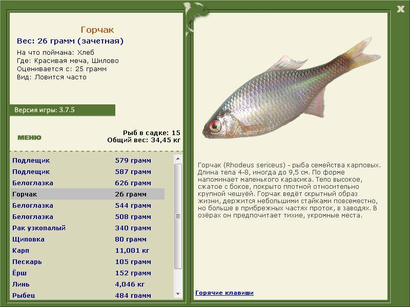Белая рыба: где ловить рыбу с белым мясом