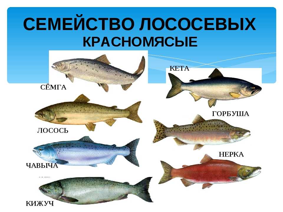 Горбуша польза и вред, изучаем полезные свойства для организма