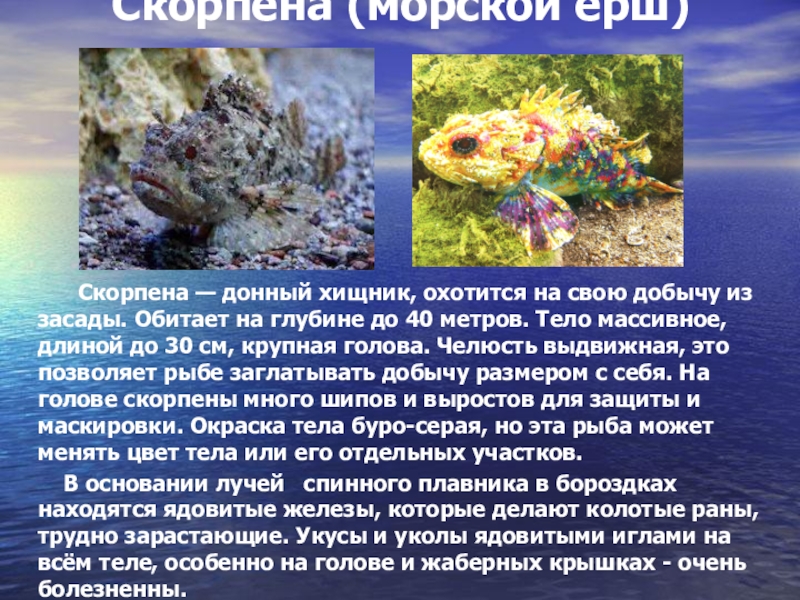 Черноморская скорпена
