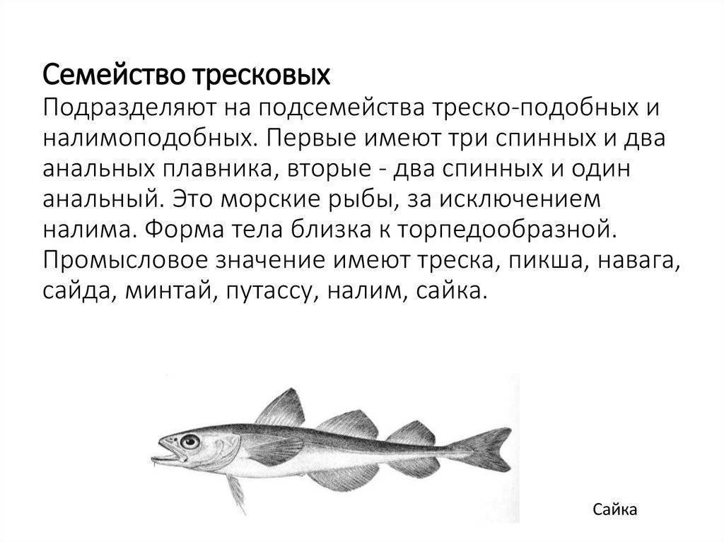 Рыбы тресковых пород: перечень названий, места обитания, список видов, фото