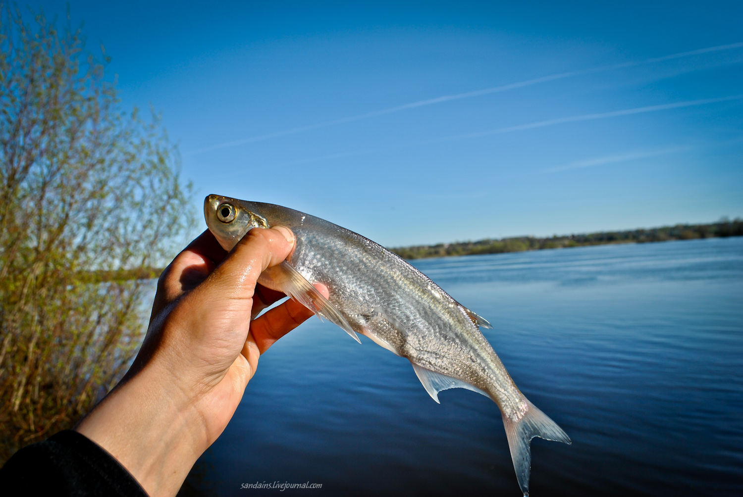Рыба чехонь — описание, где водится, особенности повадки и фото, техника рыбалки