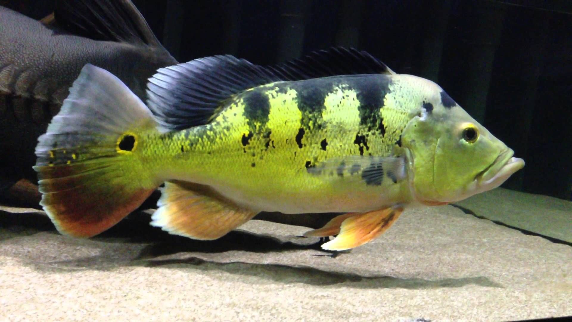 Рыба «павлиний окунь-попока» фото и описание