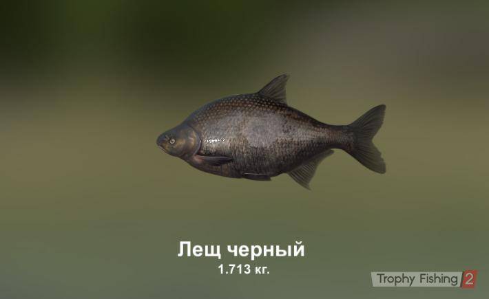 Рыба берш — отличия от судака, фото и описание, особенности ловли