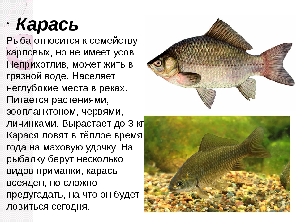 Зеркальный карп и другие виды этой рыбы