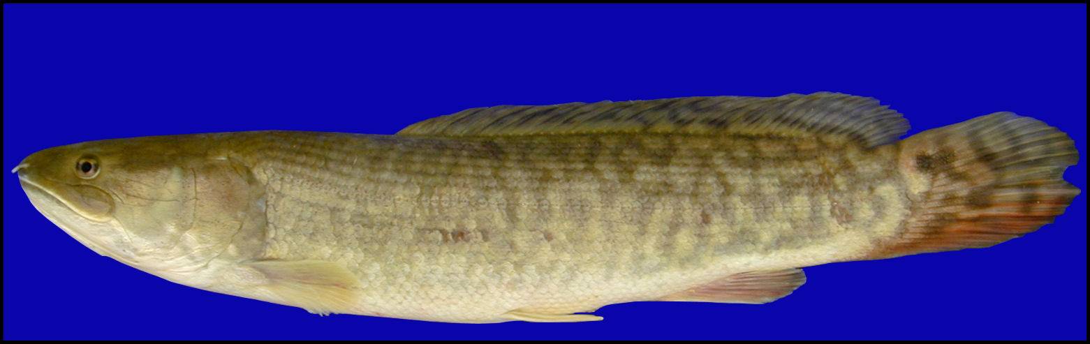Рыба «амия» фото и описание
