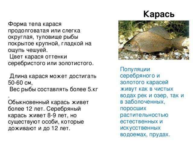 Рыба 🐟 карась. как выглядит карась 👍, сколько живёт и где водится