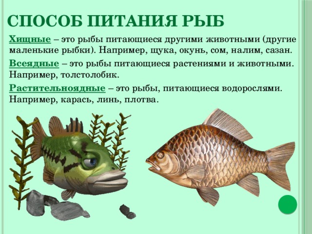 Чебак рыба (сибирская плотва)