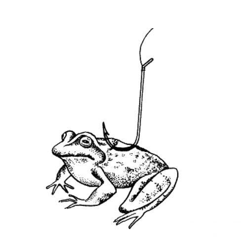 Как ловить щуку на лягушку и подобрать правильно снасти