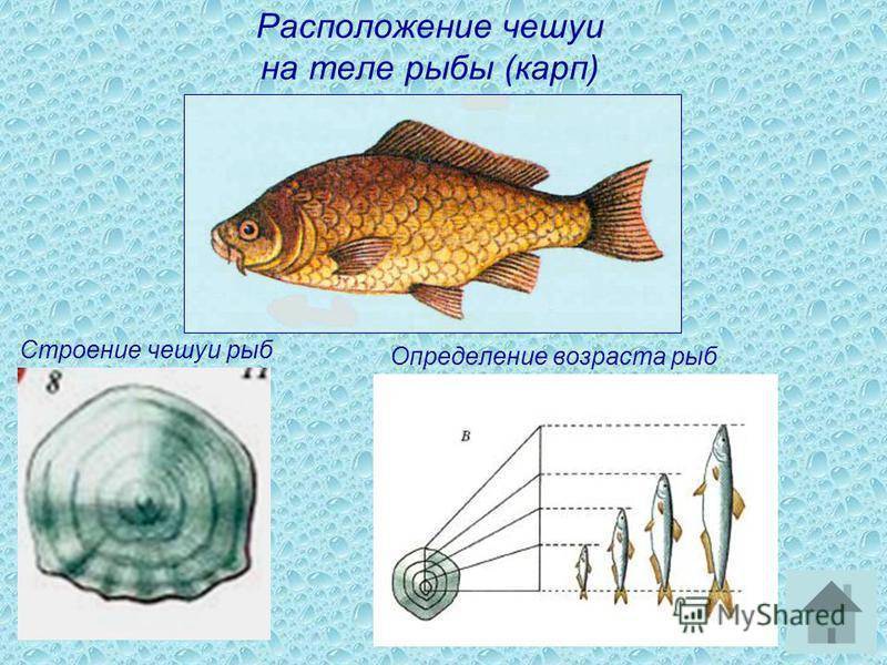 Как определить возраст рыбы