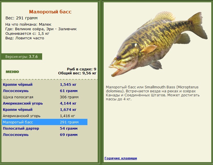 Рыба «Басс малоротый» фото и описание
