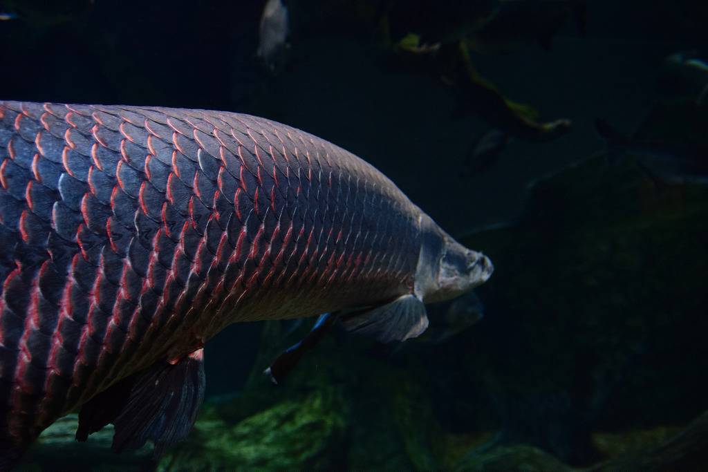 Арапайма рыба. образ жизни и среда обитания рыбы арапаймы