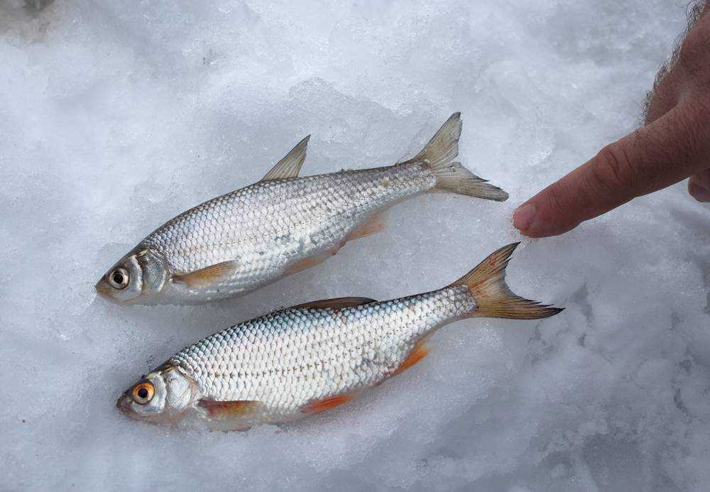 Рыба «плотва сибирская» фото и описание