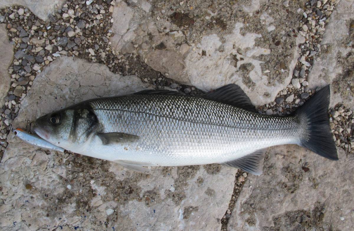 Рыба «лаврак пятнистый» фото и описание
