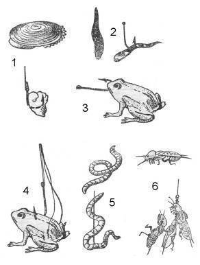Ловля на лягушку - живую и искусственную-незацепляйку, приманка для щуки, сома и других рыб