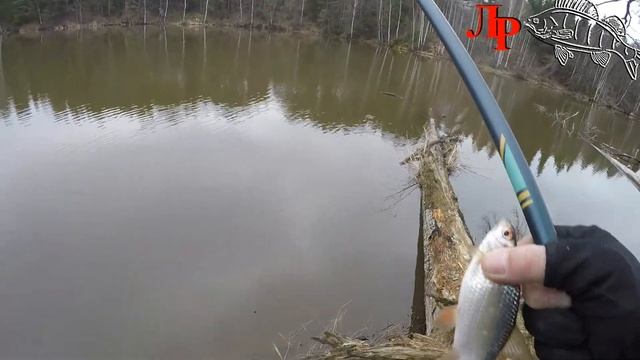 Ловля плотвы весной на поплавочную дочку — видео о том, как ловить на малых реках в апреле