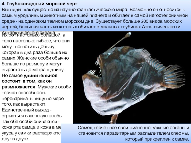 Морской чёрт или рыба с фонариком – 13 фото