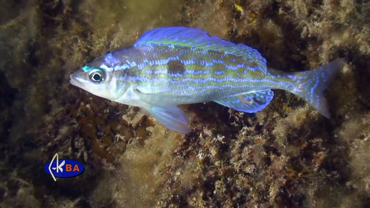 Морской окунь темный фото и описание – каталог рыб, смотреть онлайн