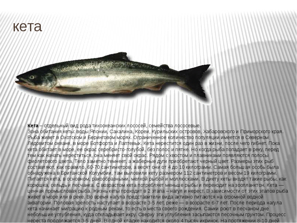 Как выглядит рыба кета: ареал обитания, полезные свойства