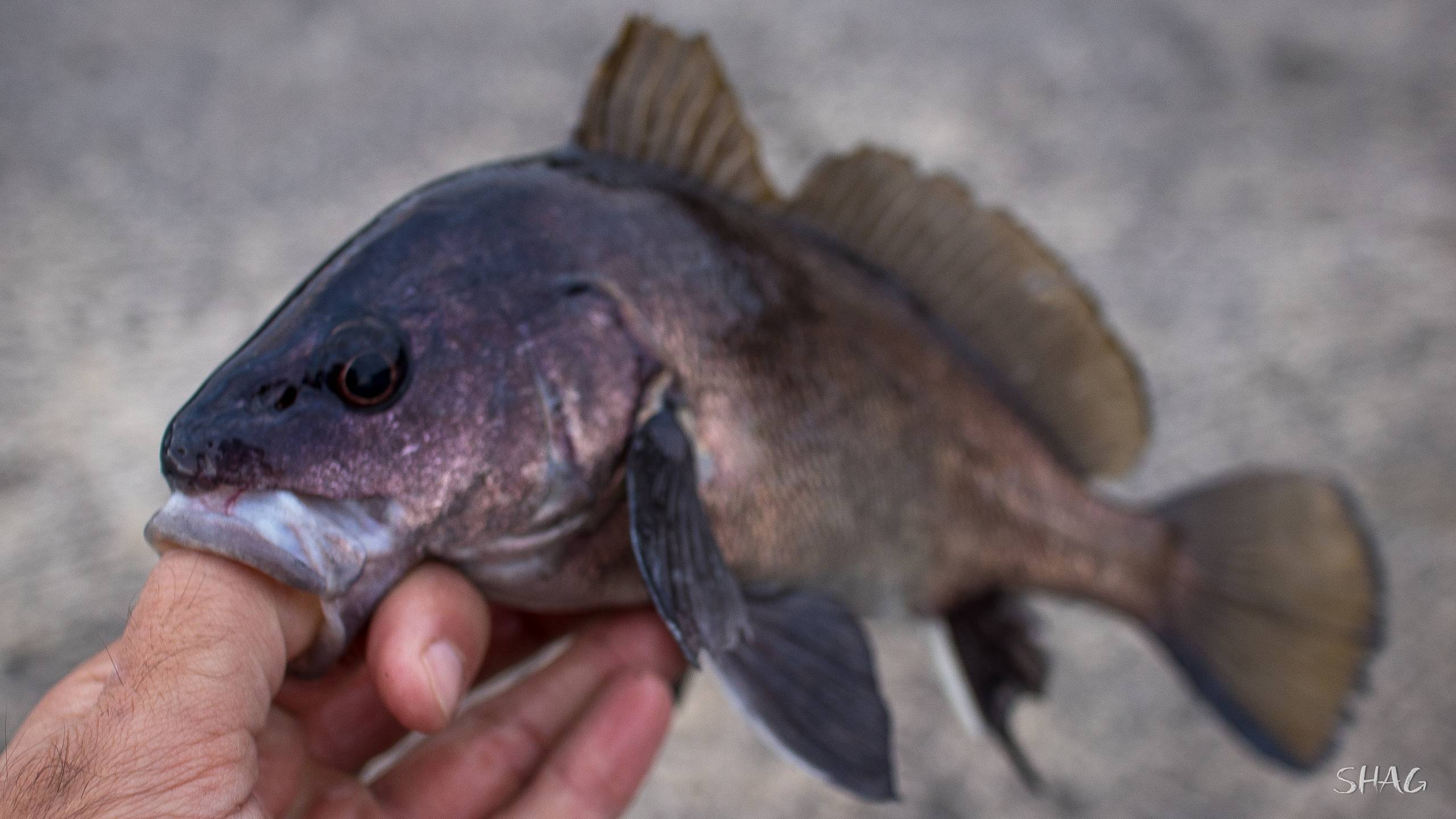 Рыба «горбыль песчаный» фото и описание