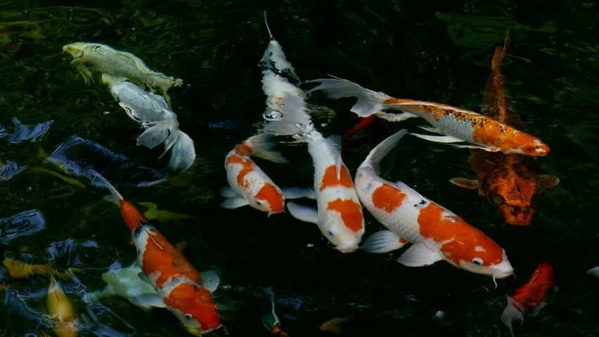 Карп кои (16 видов): содержание в аквариуме, сколько живут рыбы, фото, размеры