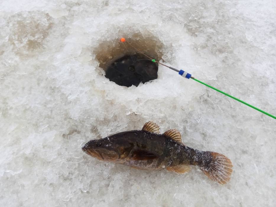 Ловля ротана зимой – тонкости и секреты - на рыбалке!