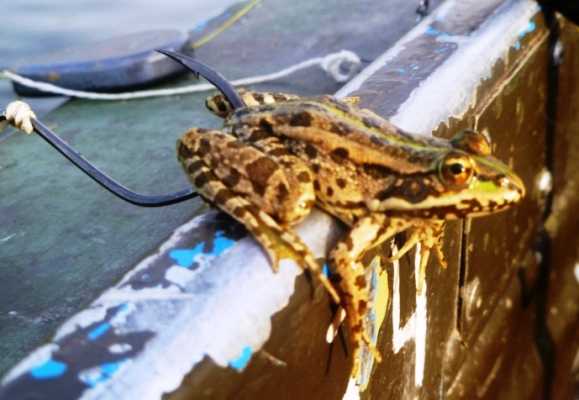 Ловля щуки на искусственную лягушку незацепляйку в жабовниках
