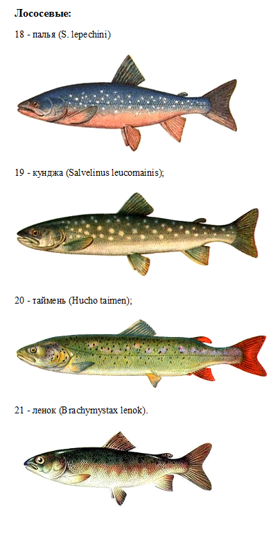 ✅ ленок рыба википедия - flotilia.su