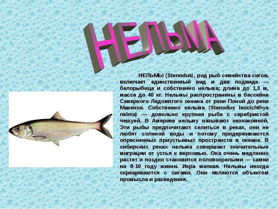 Лосось благородный фото и описание – каталог рыб, смотреть онлайн