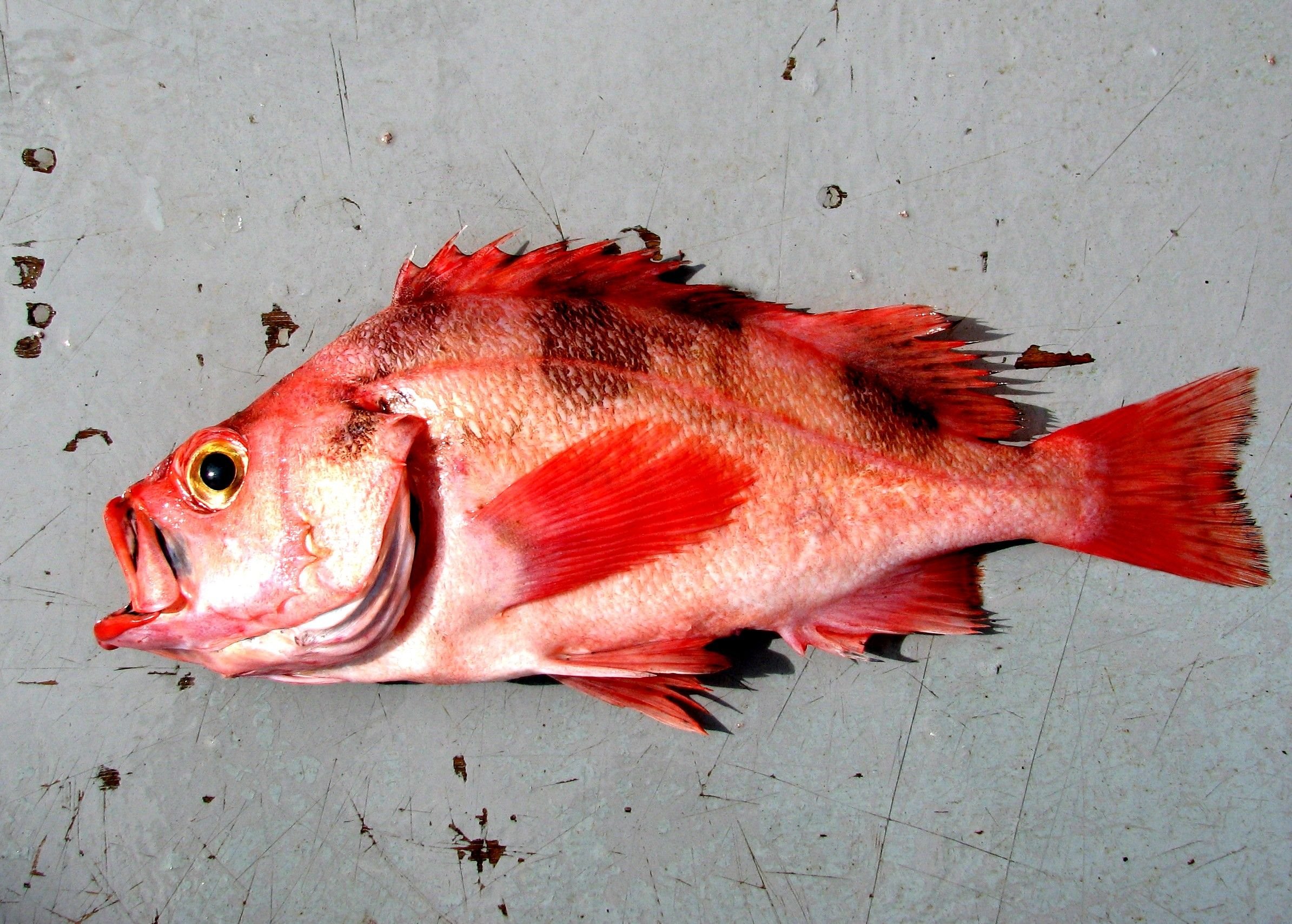 Окунь солнечный краснобрюхий фото и описание – каталог рыб, смотреть онлайн