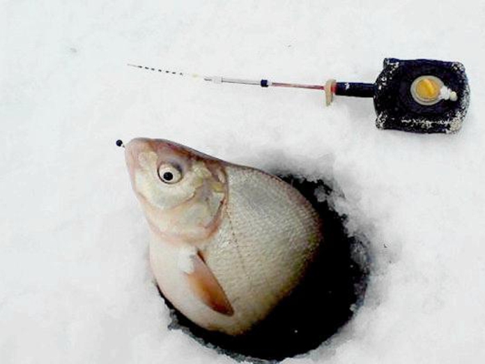 Ловля леща зимой: снасти, технология лова и места обитания рыбы