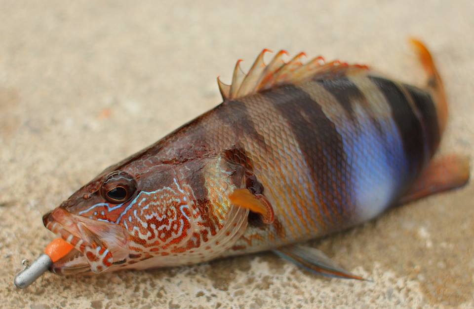 Рыба «каменный окунь-зебра» фото и описание
