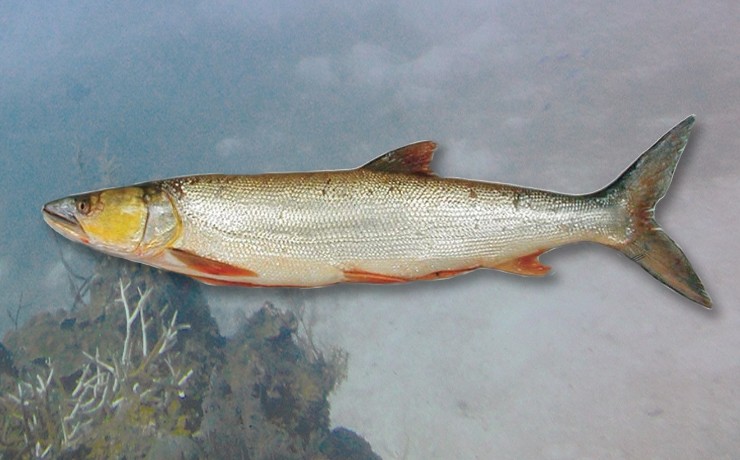 Рыба «желтощёк» фото и описание