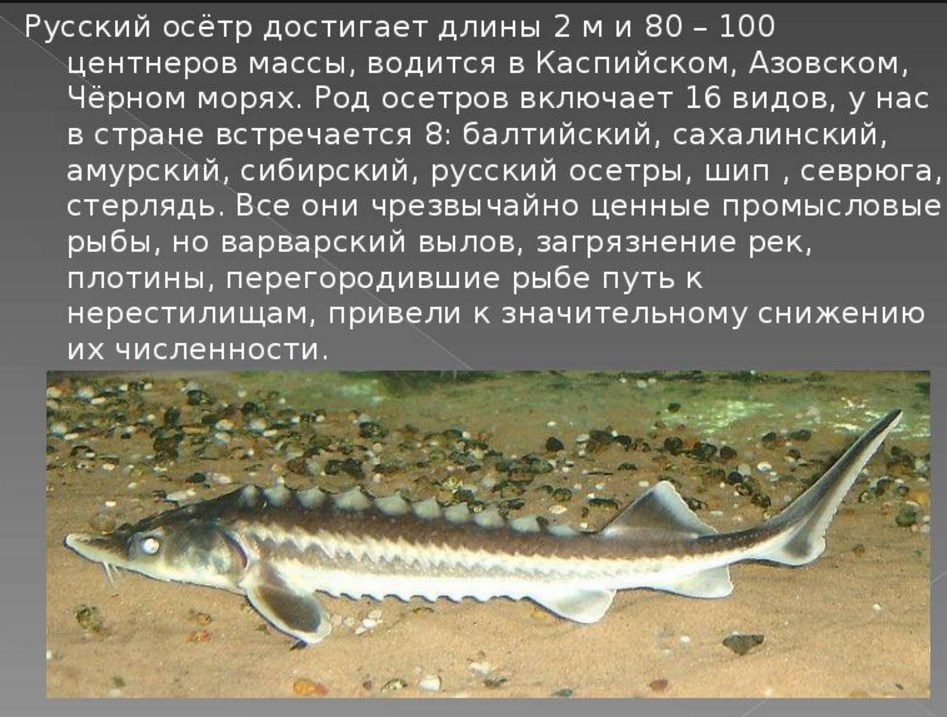 Осетровые рыбы: виды, ареал обитания, нерест :: businessman.ru