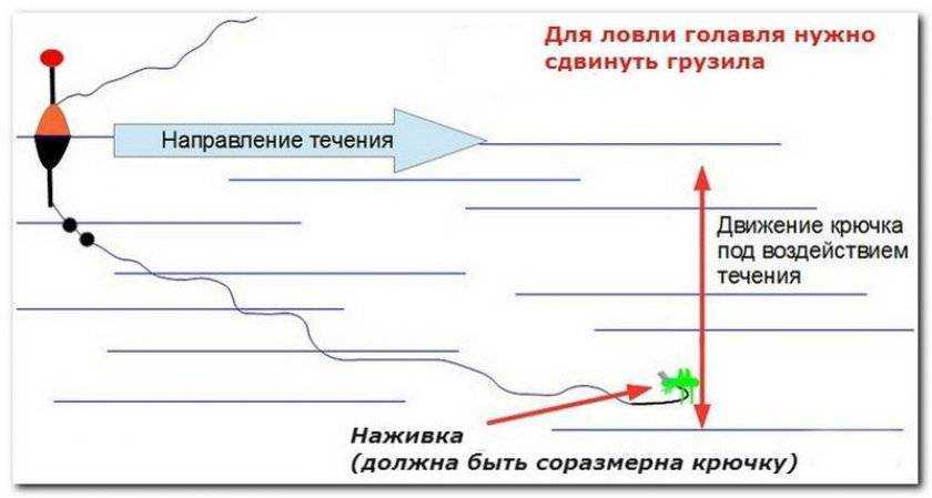Ловля голавля на майского жука: снасти, монтаж оснастки, техника ловли