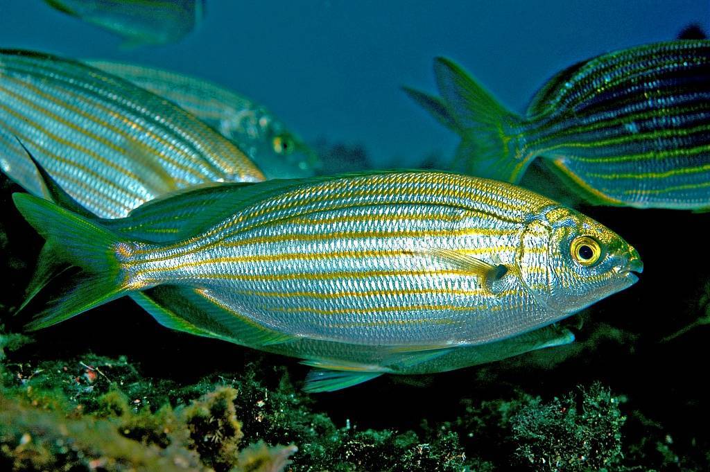 Сарпа (рыба) — энциклопедия руниверсалис