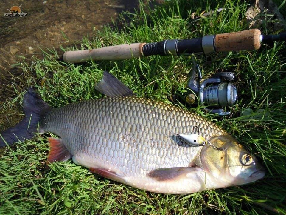 Рыбалка в вологодской области - читайте на сatcher.fish