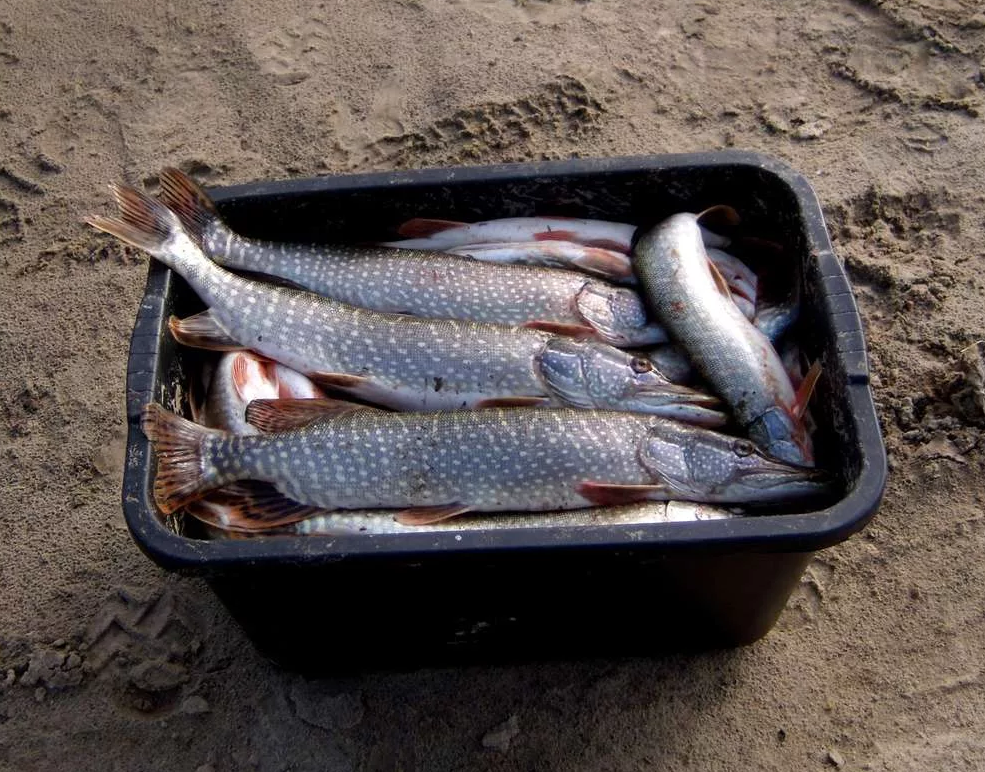 Рыбалка на Иртыше в Омской области. Рыбалка на Иртыше в Омске. Рыбы Омской области. Рыбные места на Иртыше.