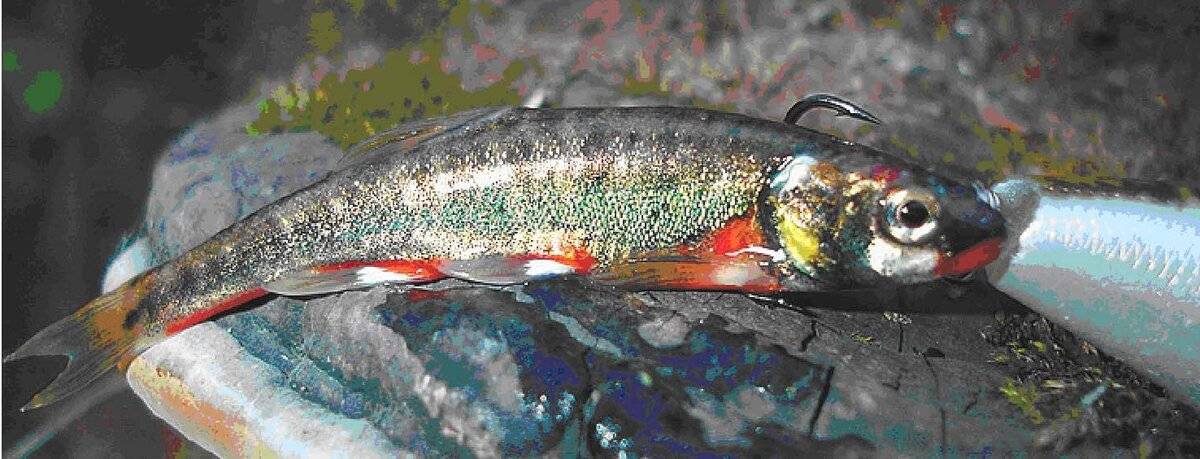 Рыба гольян обыкновенный (гольян-красавка): описание, распространение