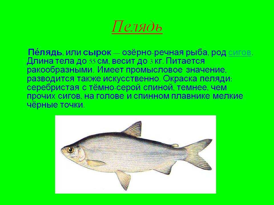 ✅ рыба голец польза и вред - vsezap24.ru