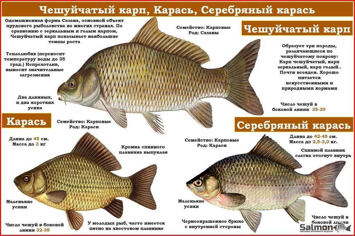 7 лучших наживок для ловли карася
