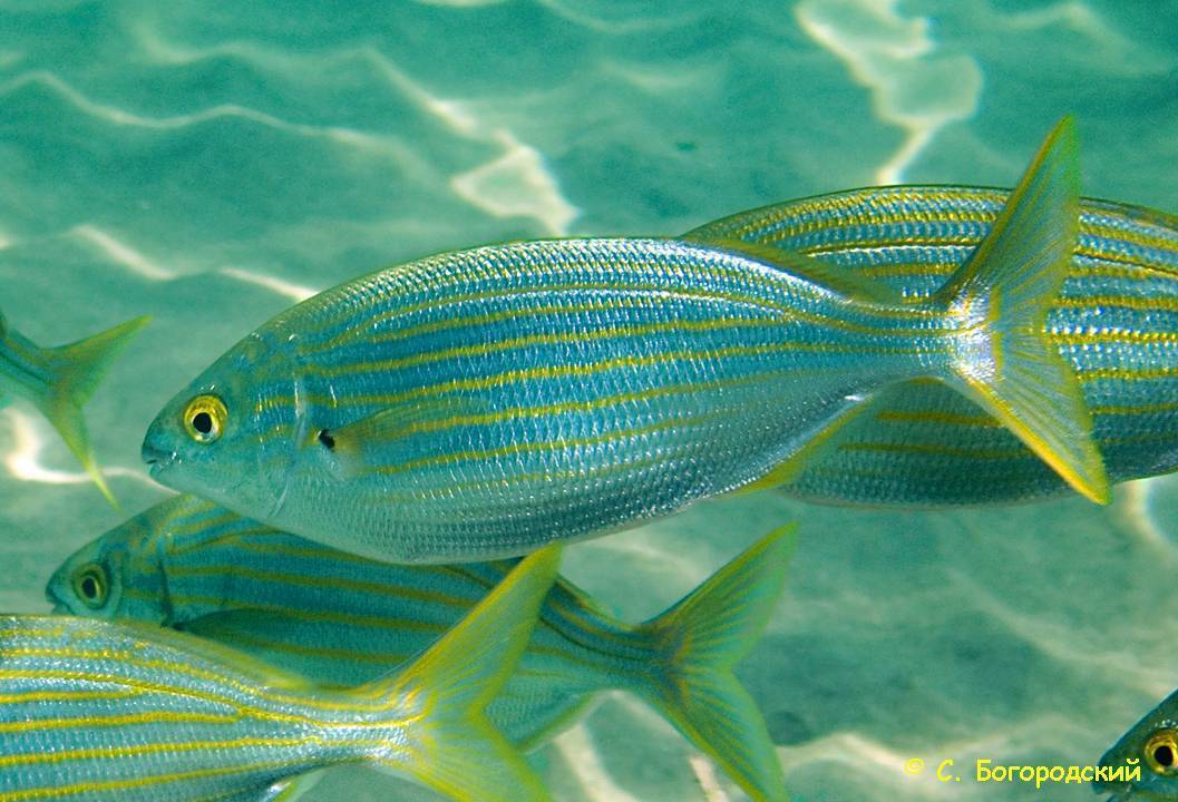 Горбыль пятнистый фото и описание – каталог рыб, смотреть онлайн