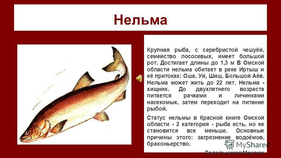 Рыба «Нельма» фото и описание