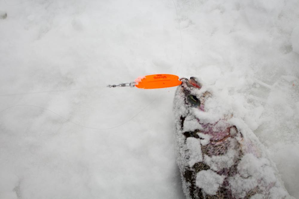 Удочка для ловли форели зимой: оснастка, разновидности, монтажи