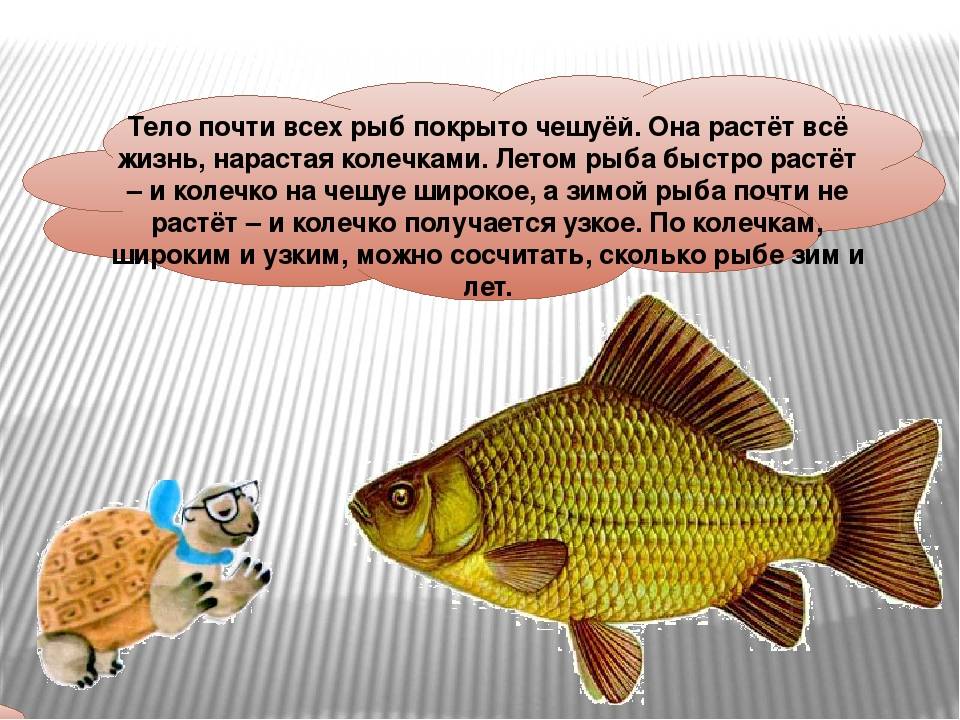 Особенности определения возраста рыбы